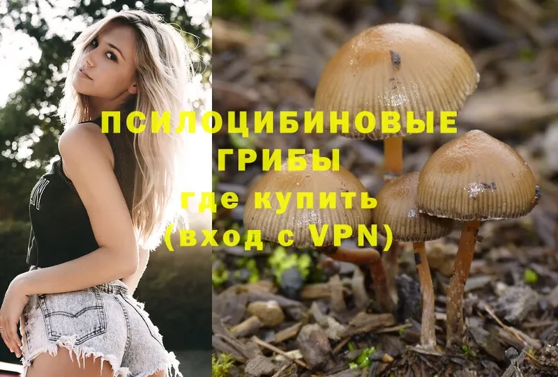 Галлюциногенные грибы Psilocybe  наркошоп  Княгинино 